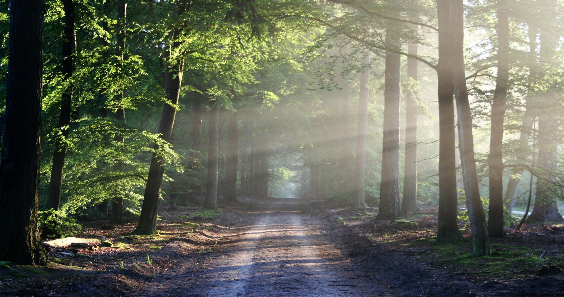 Peaceful forest pathway with sunrays filtering through trees, creating a serene atmosphere.